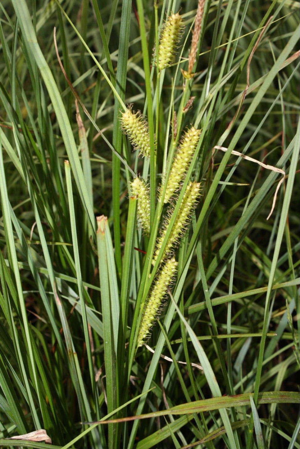 Carex rostrata / Carice rigonfia